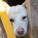 백구로-1 이미지