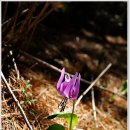 야생화길 이미지