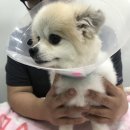 민트동물병원 이미지