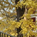 용산-105 | [용산 고기집] 이천면옥함흥냉면 양념불고기, 물냉면 후기