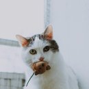 고양이눈 이미지