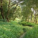 하천(갑천5) 이미지