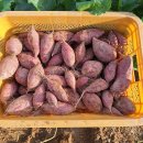 황토 밭 호박고구마 호풍미 50% 맛보기 이벤트 이미지