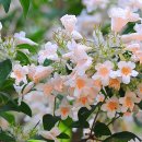 아마빌리스 이미지