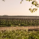 포리애견 이미지