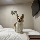 스테이 댕쥬르 | 🐶 춘천 강아지 동반 여행, 스테이댕쥬르 애견펜션 후기