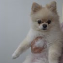 도리앤펫 이미지