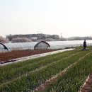 쌍정리 삼층석탑 이미지