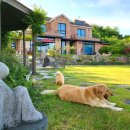 골든힐폼 | 분양 간 보리 소식이 왔어요~ | 포메라니안 분양. | 포메라니안 브리더 전문견사 골든힐폼.