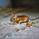 마포-현장-마포-1279 이미지