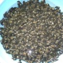 동강다슬기 이미지