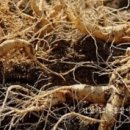 김선자 농장 이미지