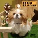 에이펫(A-PET) 이미지