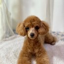 도그보니타 이미지