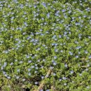 들에핀 매화 이미지