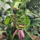 강산해 농장 이미지