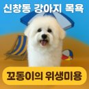 뽀송강아지 | 신창동 강아지 목욕 위생미용 후기, 꼬동이의 뽀송한 하루! 털이몽땅
