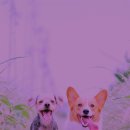 즐거운 애견 이미지