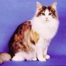 포레스트캣 이미지