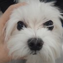 하단동물병원 이미지