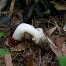 하얀버섯 이미지