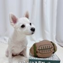 움직이는 공간 | 노즈럭비 움직이는강아지장난감 후기강아지가 계속 가지고 노는 노즈워크장난감