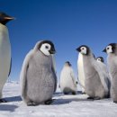 펭귄PC방 이미지