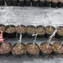 성보농원 이미지