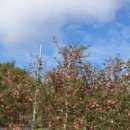 김현덕농장 이미지