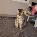 멍개 그루밍 이미지