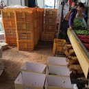 해오름농장-2 이미지