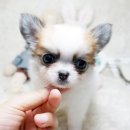 동일애견샵 이미지