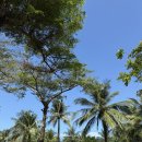 바다 | [푸꾸옥] 솔 바이 멜리아 리조트 수영장 운영시간 및 바다 후기