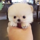 도그캐슬 이미지