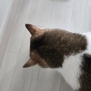 반려동물보감연구소 | [ 고양이 영양제 츄르 ] 반려동물보감연구소 묘진단 추천❣️