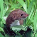 강원대학교 야생동물구조센터 이미지