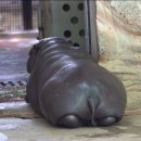 나 도리댓 개잘다는머 이유가멀까 이미지