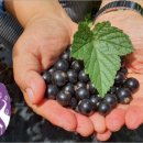 이두식 농장 이미지