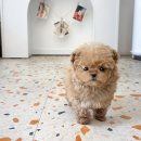 퓨어펫 강아지분양 고양이분양 울산점 | 울산애견분양, 건강하고 귀여운 강아지와의 첫 만남