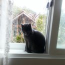 야옹이와 멍멍이 이미지