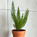 정다운 | 평택꽃집 정다운묘목농원 쇼핑 후기! 식물 6개 4만원에 득템