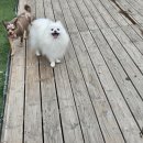 행복 애견방 이미지