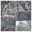 아침산책 雪國 거닐다 이미지