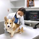 올림픽동물의료센터 이미지