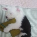 야옹아 멍멍해봐(수원 구운점) 이미지