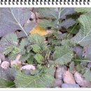 약이 되는 산야초 이미지