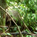 불갑사 | 영광 물무산 목수국, 카페 오다, 보리향기, 불갑사 대충 후기