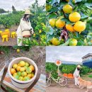 충만농장 | 제주 서귀포 가볼만한곳 제주도 감귤체험 추천 카페 봉봉감귤체험농장