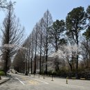 기도원 맞은편 | 파주 오산리기도원 방문후기(벚꽃개화현황,벚꽃길 위치) '26.4.13.기준