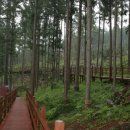 피톤치드 이미지